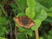 Bruine daguil [Euclidia glyphica]